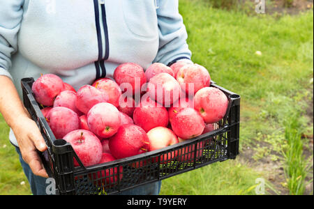 Der Landwirt versammelt im Garten eine Ernte der rote reife Äpfel in einem Korb aus Kunststoff Stockfoto