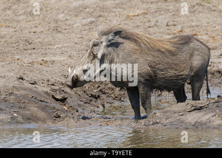 Gemeinsame Warzenschwein (Phacochoerus africanus), Erwachsene stehen im Wasser an einem Wasserloch, Krüger Nationalpark, Südafrika, Afrika Stockfoto