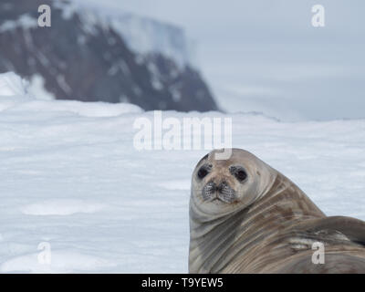 Nahaufnahme eines Weddell Dichtung auf einem Eisberg, die mit Schnee gekrönt wird. Die Dichtung wird in der Antarktis Sound im Südlichen Ozean. Es ist mit Blick auf die Kamera. Stockfoto