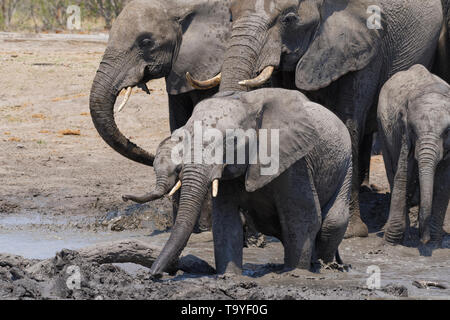 Afrikanischen Busch Elefanten (Loxodonta africana), Herde mit Kälber, ein schlammiges Wasserloch, Krüger Nationalpark, Südafrika, Afrika Stockfoto