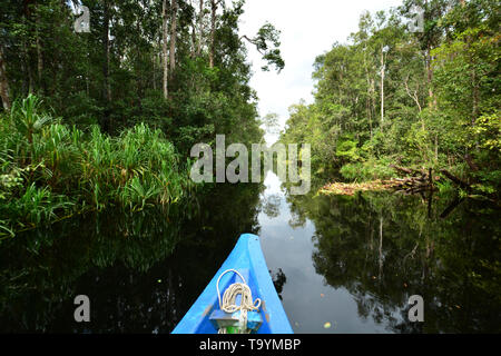 Klotok, ein traditionelles Holzboot, fährt auf dem Sekonyer River. Tanjung Puting National Park, Kalimantan-Borneo, Indonesien Stockfoto