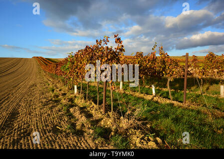 Weinberg Landschaft unter blauem Himmel und zerstreute Wolken im Herbst. Niederösterreich. Stockfoto