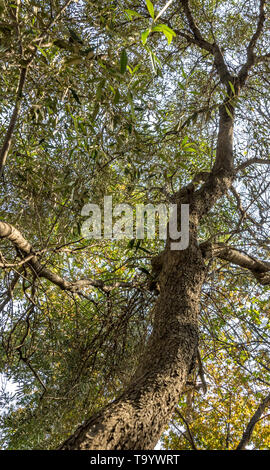 Die Ansicht von Unten und Oben ulong eine krumme Baum in Richtung der Sonneneinstrahlung in der überdachung Bild mit Kopie Raum im Hochformat Stockfoto