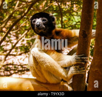 Portrait des Coquerel sifaka aka Propithecus coquereli an Lemuren Park in Antananarivo, Madagaskar Stockfoto