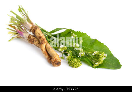 Meerrettich, Cochlearia armoracia Armoracia rusticana. Auf weissem Hintergrund. Stockfoto