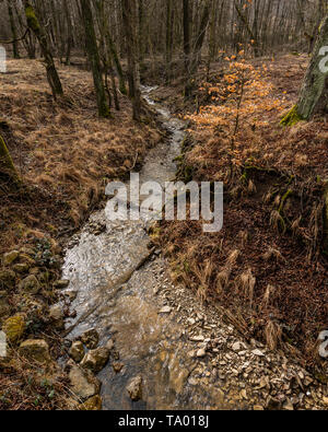 Ein kleiner Bach in einem Laubwald im frühen Frühjahr (Wien, Österreich) Stockfoto