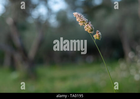 Rispe des Obstgartens Gras (Dactylis Glomerata) in einem Olivenhain in Kroatien wachsende Stockfoto