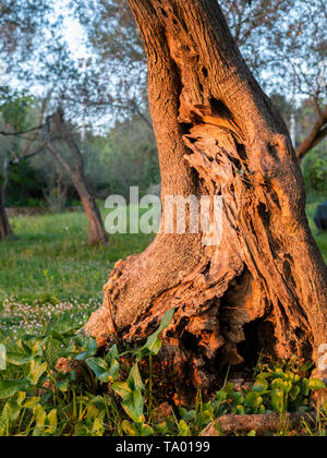 Ein Stamm eines Olivenbaums, warmes Licht am Abend (Insel Cres, Kroatien) Stockfoto