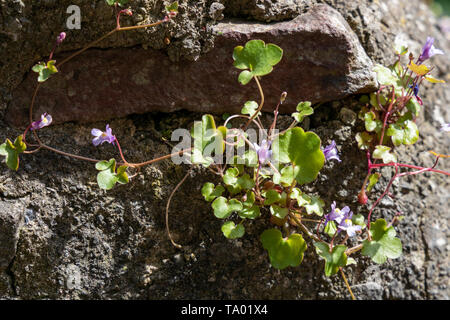 Ivy leaved Toadflax wachsen auf einer Wand in Bristol Stockfoto