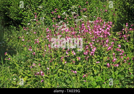 Eine Gruppe von wilden Blumen, vor allem Red Campion, durch die Weber", "Long Distance path an Felmingham, Norfolk, England, Vereinigtes Königreich, Europa. Stockfoto