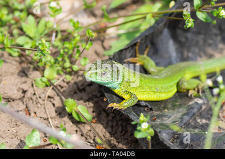 Europäische grüne Eidechse (Lacerta viridis) Erwärmung seinen Körper auf eine schwarze Fläche unter April sun Stockfoto