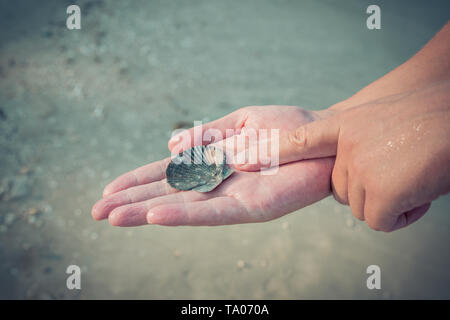 Wunderschöne Muschel in der Hand des Mannes. Stockfoto