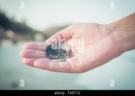 Wunderschöne Muschel in der Hand des Mannes. Stockfoto