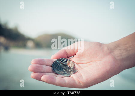 Wunderschöne Muschel in der Hand des Mannes. Stockfoto