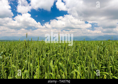 Junge Triebe von Weizen auf einem Bauernhof Feld Stockfoto