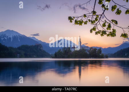 Wenig Dunst über Kirche auf den Bleder See. Rosa Himmel während der Sunrise Kontraste wiyh Julischen Alpen im Hintergrund Stockfoto