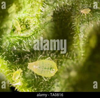 Johannisbeere blister Blattläuse, Cryptomyzus ribis, Fütterung auf die Unterseite einer johannisbeere Blatt. Stockfoto