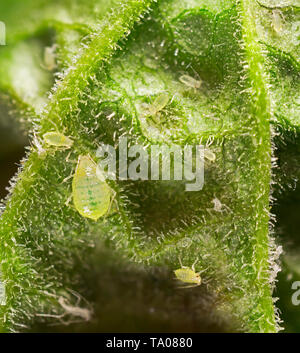 Johannisbeere blister Blattläuse, Cryptomyzus ribis, Fütterung auf die Unterseite einer johannisbeere Blatt. Stockfoto
