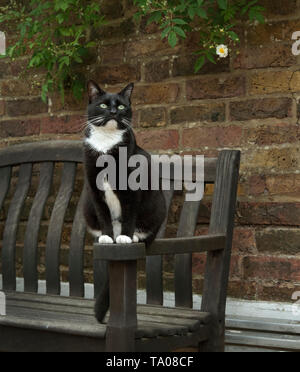 Schwarze und weiße Katze auf einer gartenbank Stockfoto