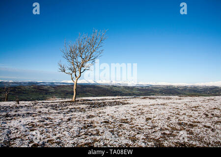 Baum framing Die Verschneite alte Mann der Coniston und Coniston Fells klaren Wintertag Blick von Scout Narbe in der Nähe von Kendal Cumbria Lake District, England Stockfoto