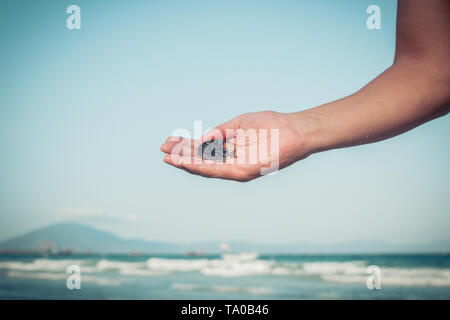 Wunderschöne Muschel in der Hand des Mannes. Stockfoto