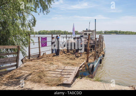 Die Herde von 7 Wasserbüffel wurde am Ermakov Insel im Ukrainischen Donaudelta freigegeben. Die Tiere wurden aus den Unterkarpaten durch "Rewilding gebracht Stockfoto