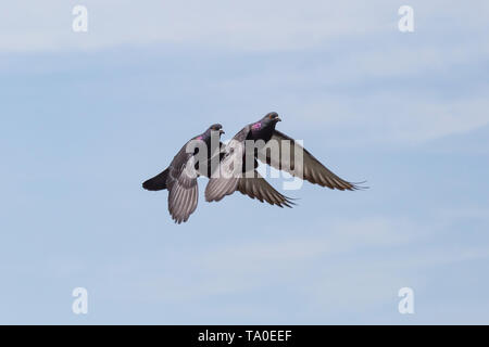 Zwei Tauben fliegen in einem blauen Himmel nah beieinander Stockfoto