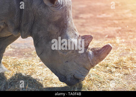 Porträt einer netten männlichen Stier White Rhino auch afrikanischen Nashorn mit geschnittenen Horn von Zoo genannt Stockfoto