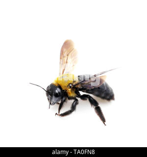 Tischler biene Xylocopa pubescens auf weißem Hintergrund Stockfoto