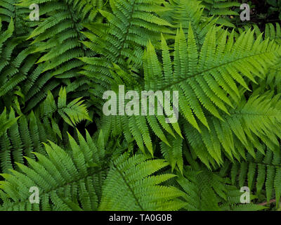 Kreative Gestaltung aus grünen Blättern. Farn, Adlerfarn, Flach. Natur Hintergrund Stockfoto