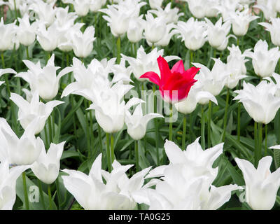 Eine rote Tulpe in einem Meer von weißen Tulpen. Stockfoto