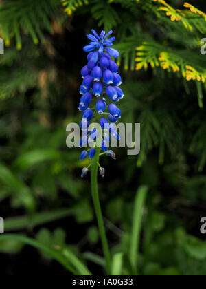 Lila muscari Muscari Armeniacum Viola. Viele muscari blaue Blumen in Grün. Feder muscari Hyazinthen Blumen. Schönen blauen Frühling Urlaub Natur Stockfoto