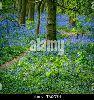 Bluebells in der alten Wälder des Outwoods und ist eine der ältesten überlebenden woodland Websites in Brighton. Stockfoto