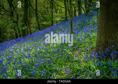 Bluebells in der alten Wälder des Outwoods und ist eine der ältesten überlebenden woodland Websites in Brighton. Stockfoto