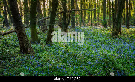 Bluebells in der alten Wälder des Outwoods und ist eine der ältesten überlebenden woodland Websites in Brighton. Stockfoto