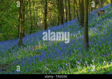 Bluebells in der alten Wälder des Outwoods und ist eine der ältesten überlebenden woodland Websites in Brighton. Stockfoto