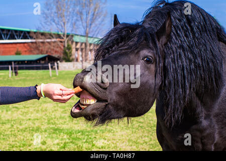 Ein Pferd frisst aus der Hand, ein Mädchen, Mädchen Fütterung Pferde in der Farm im Sommer Tag. Junge Mädchen füttert ihr Pferd aus der Hand. Stockfoto