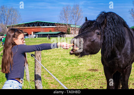 Ein Pferd frisst aus der Hand, ein Mädchen, Mädchen Fütterung Pferde in der Farm im Sommer Tag. Junge Mädchen füttert ihr Pferd aus der Hand. Stockfoto