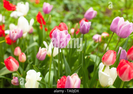 Schöne helle bunte Tulpen im Beet im Park nach dem Regen. Regen tropfen Glitzern auf Blumen. Cute wallpaper für Gadgets. Horizontales Format Stockfoto