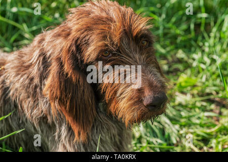 Jagdhund. Drathaar. Braun erwachsenen Hund mit traurigen Augen. Ein brauner Hund, ein Jagdhund ist ein drathaar. Stockfoto