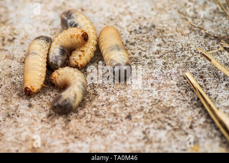 Larven der Borkenkäfer auf grauem Hintergrund. Larven der Borkenkäfer. wenig Holzwurm. Stockfoto