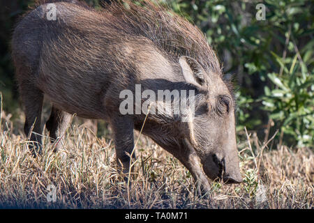 Eine junge warzenschwein Surfen für Essen im afrikanischen Busch. Stockfoto