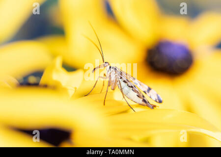 Gemeinsame scorpionfly - Panorpa communis - scorpionfly mit Rudbeckia - Black Eyed Susan Blume Stockfoto
