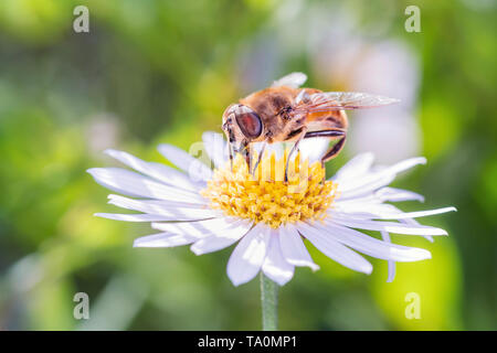 Dronefly - Eristalis Tenax - auf einer daisy-Leucanthemum Stockfoto