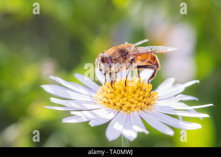 Dronefly - Eristalis Tenax - auf einer daisy-Leucanthemum Stockfoto