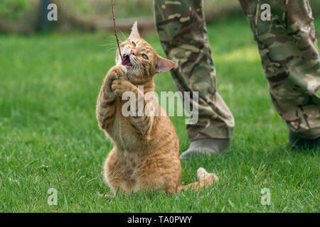 Rote Katze auf der Wiese spielen ein Zweig Stockfoto