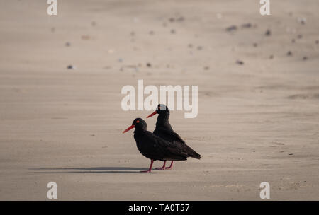 Paar schwarzer Afrikanischen Austernfischer auf dem Strand in der Nähe von Boggams Bay/Mossel Bay, auf der Oystercatcher Trail, Garden Route, Südafrika. Stockfoto