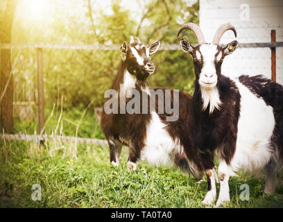 Zwei entdeckt wunderschöne Ziegen stehen in der Nähe von einem Zaun in einer Wiese auf einem Bauernhof, von Sonnenlicht an einem Sommertag beleuchtet. Stockfoto