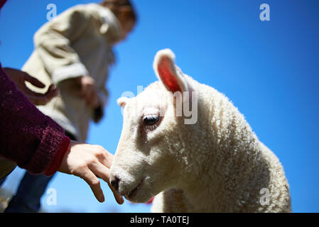 Kinder spielen mit und Fütterung Neu geboren Lamm auf einer Farm der Tiere im Sommer Sonnenschein Stockfoto