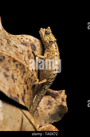 Madagaskar: braune Blatt Chamäleon, Brookesia superciliaris, Anjozorobe Park *** Local Caption *** Stockfoto